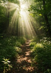 Obraz premium Sunlit Forest Path: Green Trees and Light Rays
