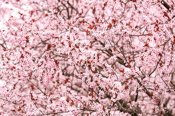 Beautiful blossoming tree branches as background