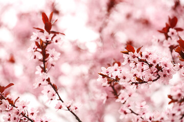 Beautiful blossoming tree branches against blurred nature background