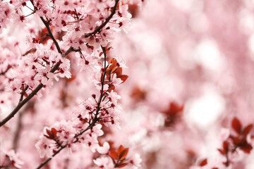 Beautiful blossoming tree branches against blurred nature background
