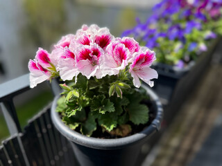 Beautiful blooming white pink Pelargonium grandiflorum decorative balcony flower in flower pot close up