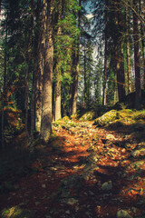 Mysterious forest trail winding through mossy trees and roots on a cloudy autumn day, inviting exploration and adventure in the wilderness.