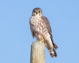 A Merlin perches on a fencepost in the morning light