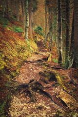 Mysterious forest trail winding through mossy trees and roots on a cloudy autumn day, inviting exploration and adventure in the wilderness.