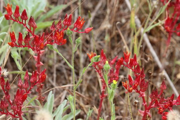 Slender Tarplant, Madia Gracilis, an astonishing native gynomonoecious annual herb displaying green closed urceolate glandularly trichomatic floral buds during Spring in the Santa Monica Mountains.