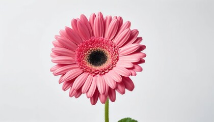 A single pink gerbera daisy blossom, a floral beauty, isolated against nature's bright hues