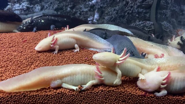 Explore Unique Aquatic Life at an Oceanarium Featuring Vibrant Axolotls and Other Fascinating Species