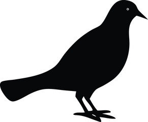 Silhouette  Adorable Pigeon Bird 