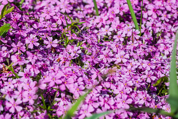 Fototapeta premium Nature scene with blooming phlox paniculata, commonly known as phlox flower
