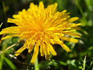 Close up of a vibrant yellow dandelion flower blooming in a field of green grass, capturing the beauty of simple wildflowers