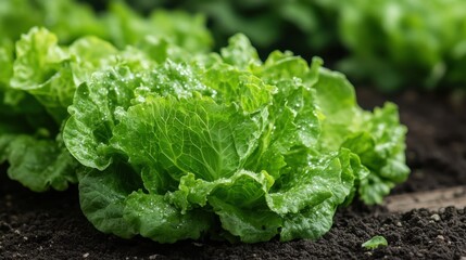Greenhouse robot harvesting lettuce