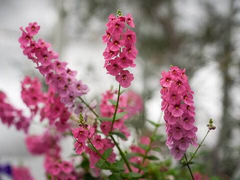Close-up of vibrant pink angelonia flowers outdoors