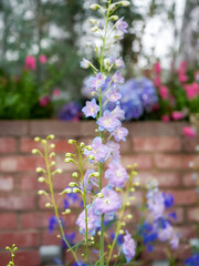 Light purple delphinium flowers in spring garden