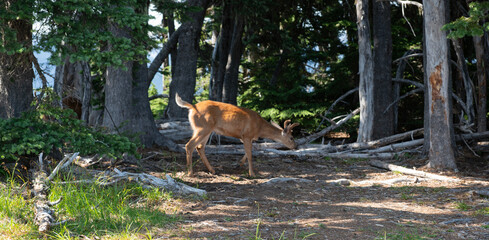 Blacktail Deer at Hurricane Ridge