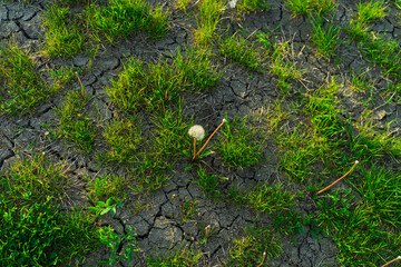 Half cracked dry brown infertile and wet green grass earth fertile ground soil surface. Water crisis, drought, global warming and climate change