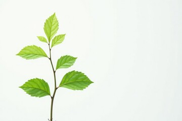 Single, delicate sapling against pure white backdrop, plant, studio, texture