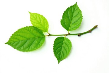 Fototapeta premium Single isolated branch on white background with subtle leaf veins, isolated tree branch, simple