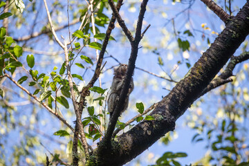 A Common Marmoset (Callithrix jacchus) climbing a thin tree branch, with its white ear tufts visible against the blue sky.