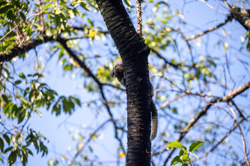 A Common Marmoset (Callithrix jacchus) with gray fur, a ringed tail, and white ear tufts clinging...
