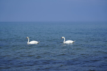 Fototapeta premium Two graceful swans gliding on a calm blue sea