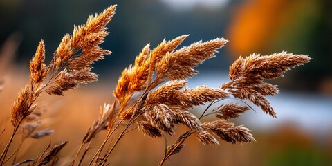 Windswept golden reeds embrace autumns final glow