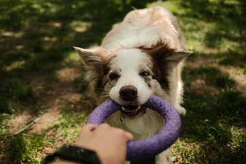 Energetic Border Collie with heterochromia holds a purple ring toy in its mouth while playing outside on a sunny day. Focused expression, ready to tug or fetch. Top close up view