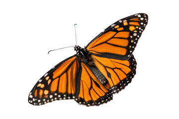 Butterfly flying isolated on transparent background
