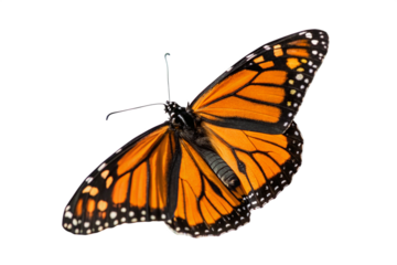 Butterfly flying isolated on transparent background
