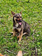 Small brown dog panting sitting on green grass enjoying nature