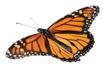 Butterfly flying isolated on transparent background
