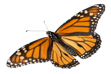 Butterfly flying isolated on transparent background
