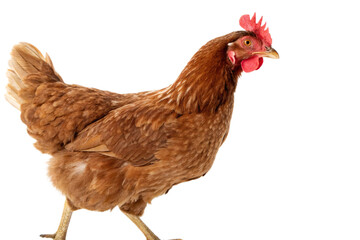 Fototapeta premium Full body of brown chicken hen standing isolated transparent background 