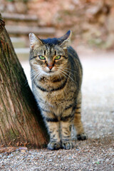 European tabby cat by a tree – close-up with expressive stare