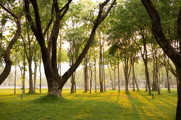 A large forest with trees in the background and a grassy field in the foreground. The sun is shining through the trees, creating a peaceful and serene atmosphere