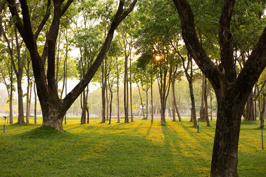 A large forest with trees in the background and a grassy field in the foreground. The sun is shining through the trees, creating a peaceful and serene atmosphere