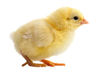 Obraz premium Easter chick isolated on transparent background 