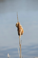 Seed and flower of Typha angustifoli plant.