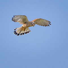 Young kestrel, bird is flying in the sky with its wings spread wide