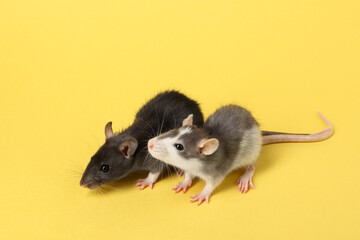 Cute rats on yellow background. Little pets