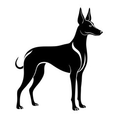 black dog isolated on white