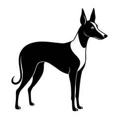 black dog isolated on white