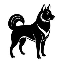 black and white husky dog