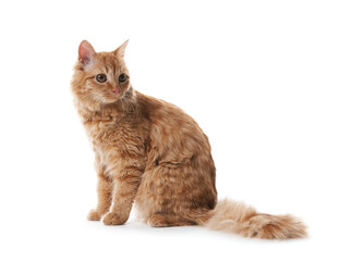 Cute ginger cat on white background. Adorable pet