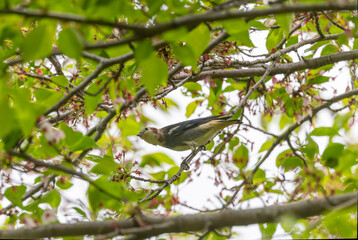 サクラの木にとまるコムクドリ