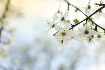 Beautiful blossoming cherry plum tree with white flowers outdoors, closeup. Space for text