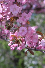 pink cherry blossom in spring