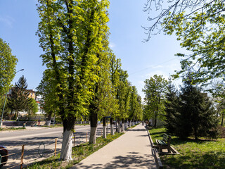 A sidewalk lined with trees next to a street