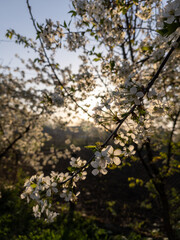 A bunch of white flowers on a tree in the sunlight