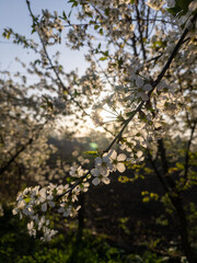 A bunch of white flowers on a tree in the sunlight