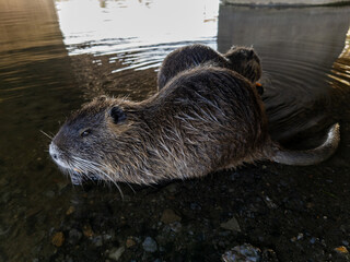 A beaver is swimming in the water with its head above the water